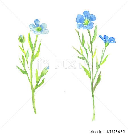 水彩で描いたアマの花のイラストのイラスト素材