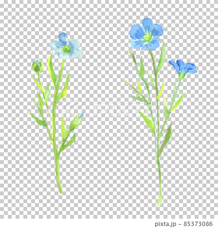 亞麻花水彩畫的插圖 85373086
