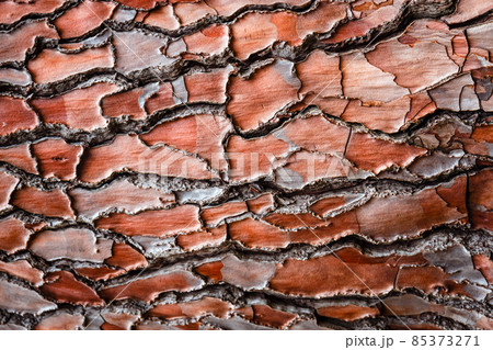 Texture of the pine bark for background 85373271