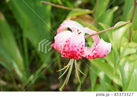 庭に咲く鹿の子百合の花 庭に咲く鹿の子百合の花 85373327