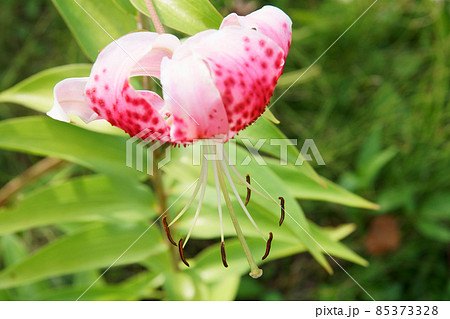 庭に咲く鹿の子百合の花 庭に咲く鹿の子百合の花 85373328