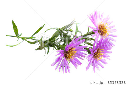 bouquet of beautiful purple chrysanthemums on a white background 85373528