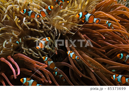 Clown Anemonefish Amphiprion ocellaris 85373699