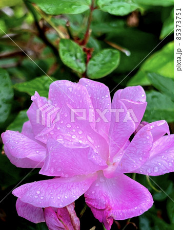 雨上がり公園で見かけた薔薇の花 雨上がり公園で見かけた薔薇の花 85373751