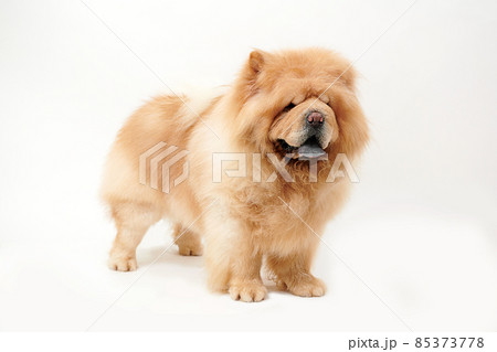 Chow chow hotsell dog white