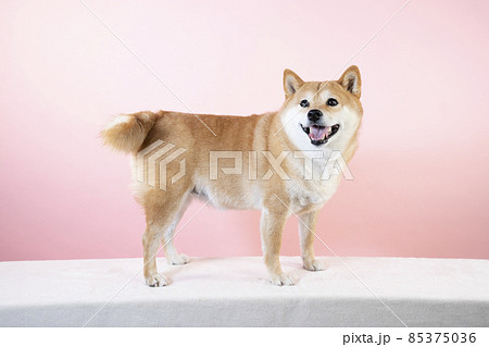 ピンクバックと笑う柴犬 ピンクバックと笑う柴犬 85375036