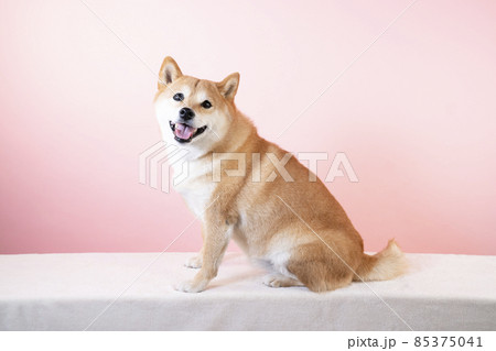 カメラ目線で笑う柴犬 85375041