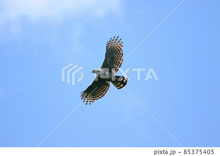 大空を舞うクマタカ（小樽市） 85375405