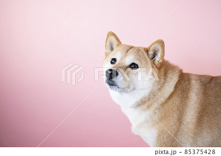 微笑む柴犬のバストアップ 微笑む柴犬のバストアップ 85375428