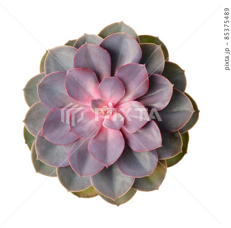 Green and pink succulents top view isolated Green and pink succulents top view isolated 85375489