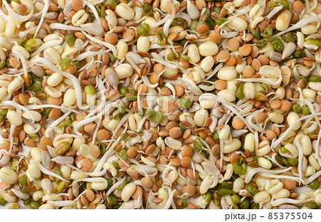 Mix of various germinated sprouts Mix of various germinated sprouts 85375504