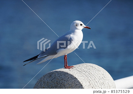 山下公園のユリカモメ 85375529