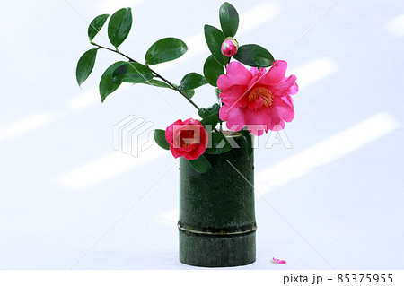 白を背景に青竹と山茶花の花 白を背景に青竹と山茶花の花 85375955