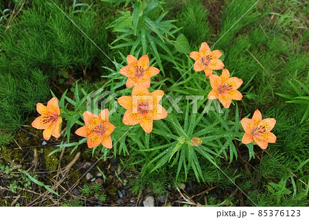 雨天のエゾスカシユリを真上から見る（北竜町） 85376123