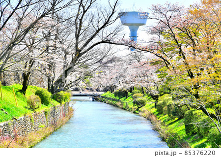 玉川上水／羽村取水堰付近(東京都羽村市)【2020.4】 85376220