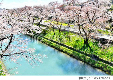 玉川上水／羽村取水堰付近(東京都羽村市)【2020.4】 85376224