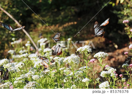 摩耶山のアサギマダラ 摩耶山のアサギマダラ 85376376