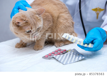 A red cat at the vet. Examination and treatment of pets. at the vet's appointment 85376563