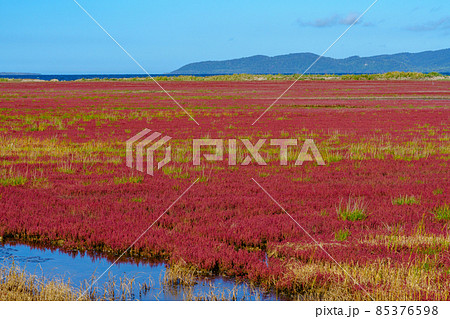 能取湖卯原内サンゴ草群落　北海道 道東　網走 85376598