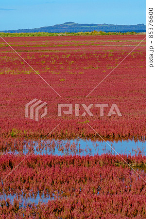能取湖卯原内サンゴ草群落 北海道 道東 網走 能取湖卯原内サンゴ草群落 北海道 道東 網走 85376600