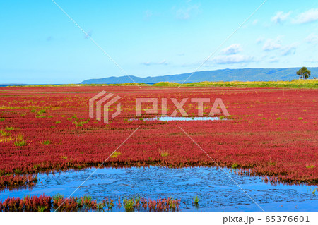 能取湖卯原内サンゴ草群落　北海道 道東　網走 85376601