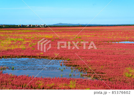能取湖卯原内サンゴ草群落 北海道 道東 網走 能取湖卯原内サンゴ草群落 北海道 道東 網走 85376602