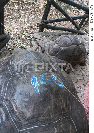 Huge tortoises in Prison Island, Zanzibar, Tanzania 85376625