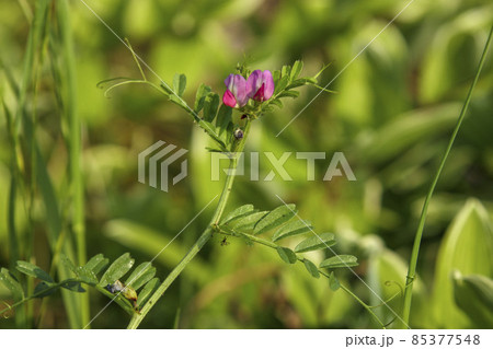 カラスノエンドウの小さな花 カラスノエンドウの小さな花 85377548