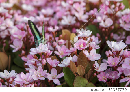 ピンク色の小さな花、ベニバナシャリンバイと蝶 85377779