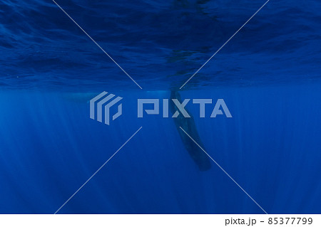 Sperm whale dive in blue ocean, Mauritius. 85377799