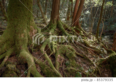 青木ヶ原樹海の木々・神秘的な森の中 青木ヶ原樹海の木々・神秘的な森の中 85379335