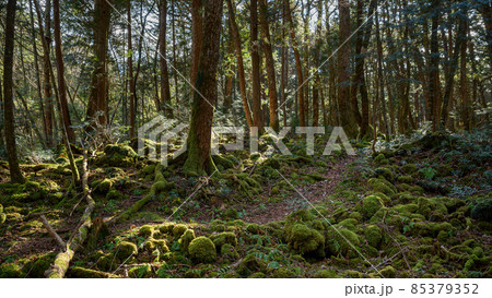 青木ヶ原樹海の木々・神秘的な森の中 85379352