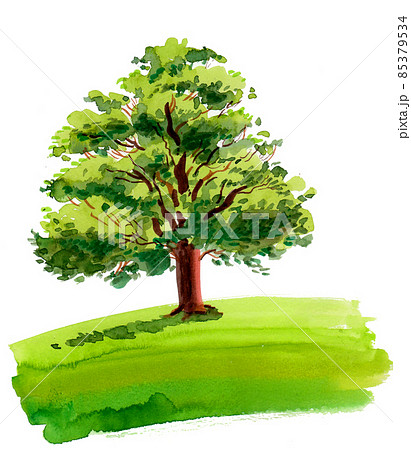 oak tree drawing color