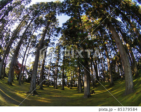 飫肥城 本丸跡杉林 2 飫肥城 本丸跡杉林 2 85379584