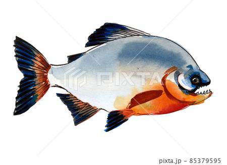 Piranha fish on white background. Ink and watercolour drawing Piranha fish on white background. Ink and watercolour drawing 85379595