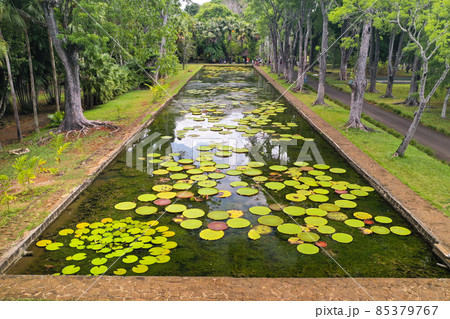 Botanical garden on the Paradise island of Mauritius. Beautiful pond with lilies. An island in the Indian ocean 85379767