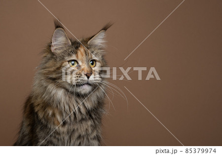 calico maine coon cat with long ear tufts portrait on brown background 85379974