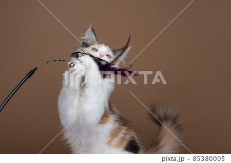 white tortie maine coon kitten playing catching feather toy 85380005
