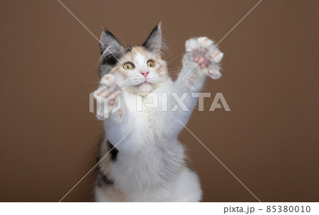 playful white tortie maine coon kitten rearing up raising both paws 85380010