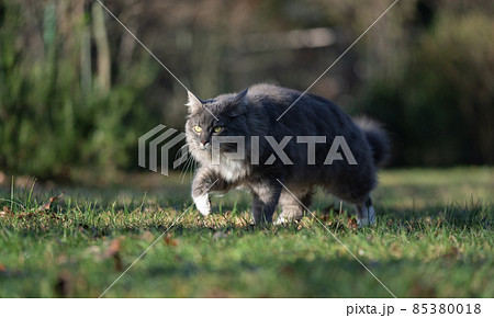 gray longhair cat outdoors on the prowl walking on meadow gray longhair cat outdoors on the prowl walking on meadow 85380018