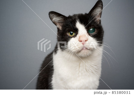 handicapped black and white rescued cat blind in one eye portrait 85380031