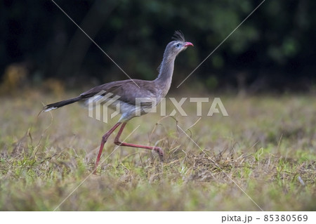 Red legged Seriema, Pantanal , Brazil Red legged Seriema, Pantanal , Brazil 85380569