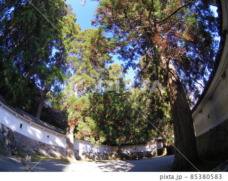 飫肥城 パワースポット しあわせ杉 2 85380583