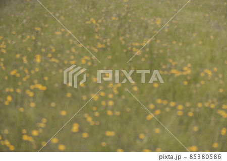 Wild flowers in spring, Patagonia, Argentina Wild flowers in spring, Patagonia, Argentina 85380586