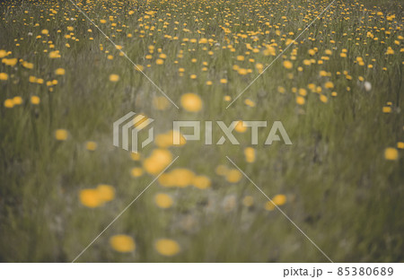Wild flowers in spring, Patagonia, Argentina 85380689