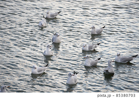 ゆりかもめ 85380703