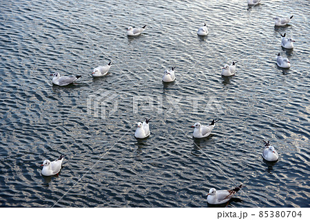 ゆりかもめ 85380704