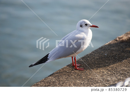 ゆりかもめ 85380729