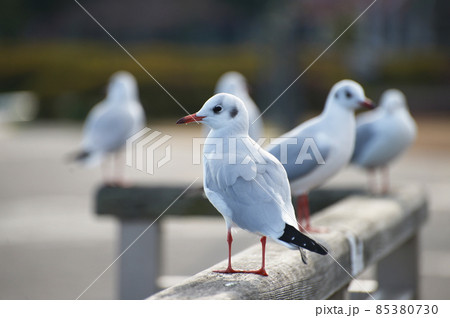 ゆりかもめ 85380730