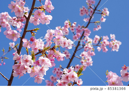【桜素材】青空に映えるピンクの河津桜 85381366
